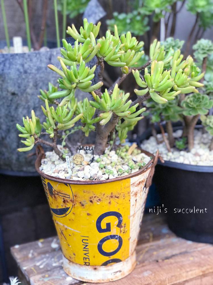 本日限定2個セット多肉少女 アート鉢 植物連鎖 backside works 本日限定2個セット多肉少女 アート鉢 植物連鎖 backside works 【公式