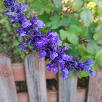 ブルーサルビアの画像