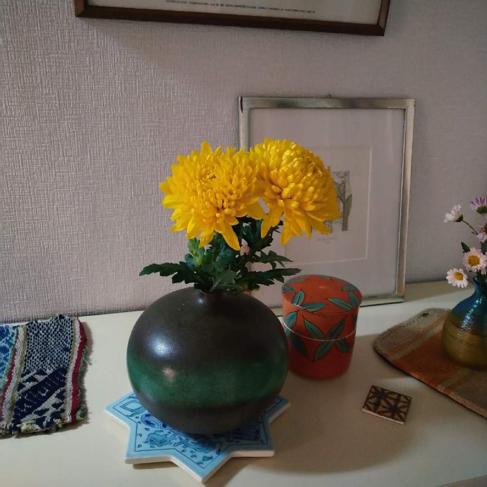 一輪挿しの投稿画像 By Bumbabaさん 花瓶と可愛いと花のある暮らしと菊の花と切り花と商店街と花束 月11月18日 Greensnap グリーンスナップ