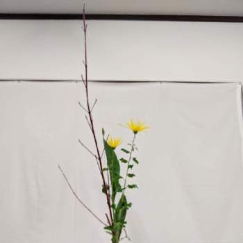 サンゴミズキ✨の画像 by 木染  奎さん | 和室と糸菊　花火と黄色のお花と池坊と緑の葉と赤い枝と花のある暮らしとサンゴミズキ✨と生け花とハラン(シマハラン)