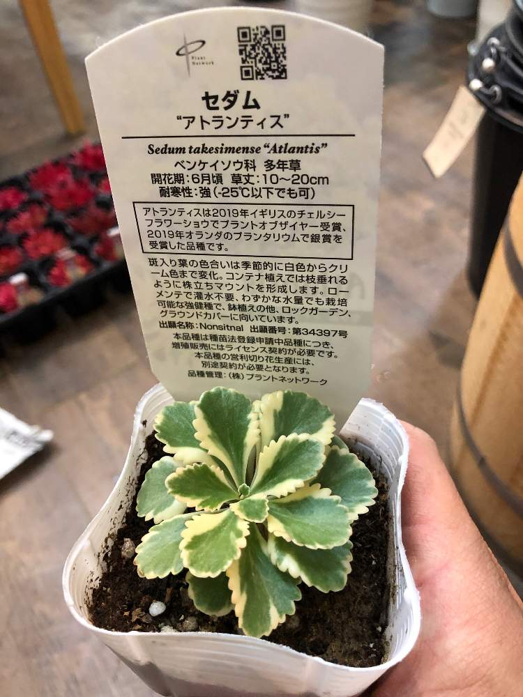 セダムアトランティスの投稿画像 By ファニープランツさん 多肉植物と栃木県とfunnyplant 月11月18日 Greensnap グリーンスナップ