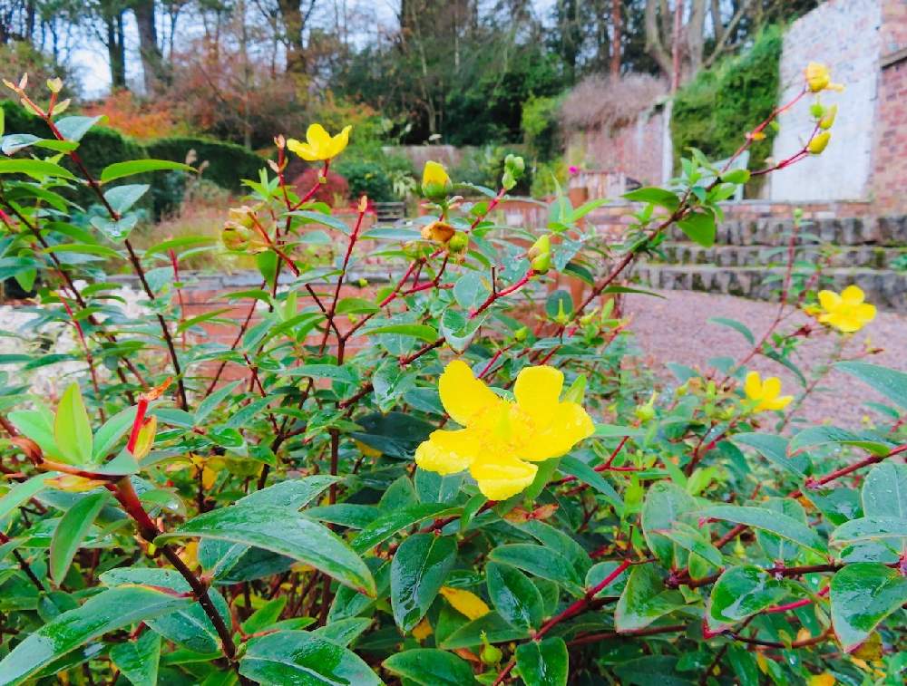 ヒペリカムヒドコートの投稿画像 By Momoscotlandさん タイリンキンシバイとガーデンとイギリスとお散歩道とスコットランド 月11月19日 Greensnap グリーンスナップ