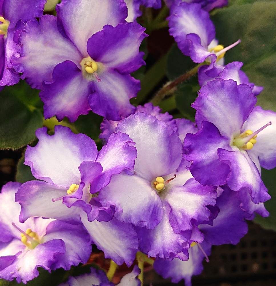 セントポーリアの投稿画像 By Yukirinさん 鉢植えとありがとう 月11月19日 Greensnap グリーンスナップ