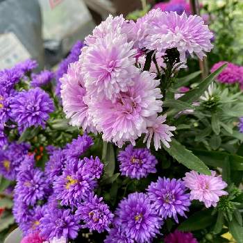 アスターの投稿画像一覧 Greensnap グリーンスナップ