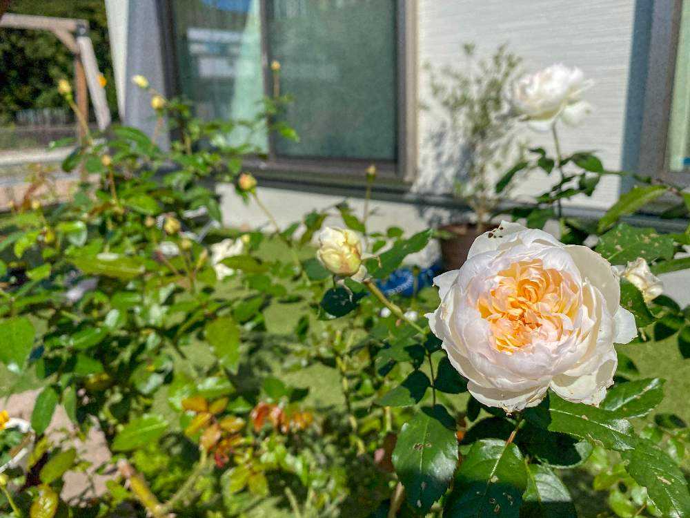 バラ ボレロ成長記録 年 Greensnap グリーンスナップ