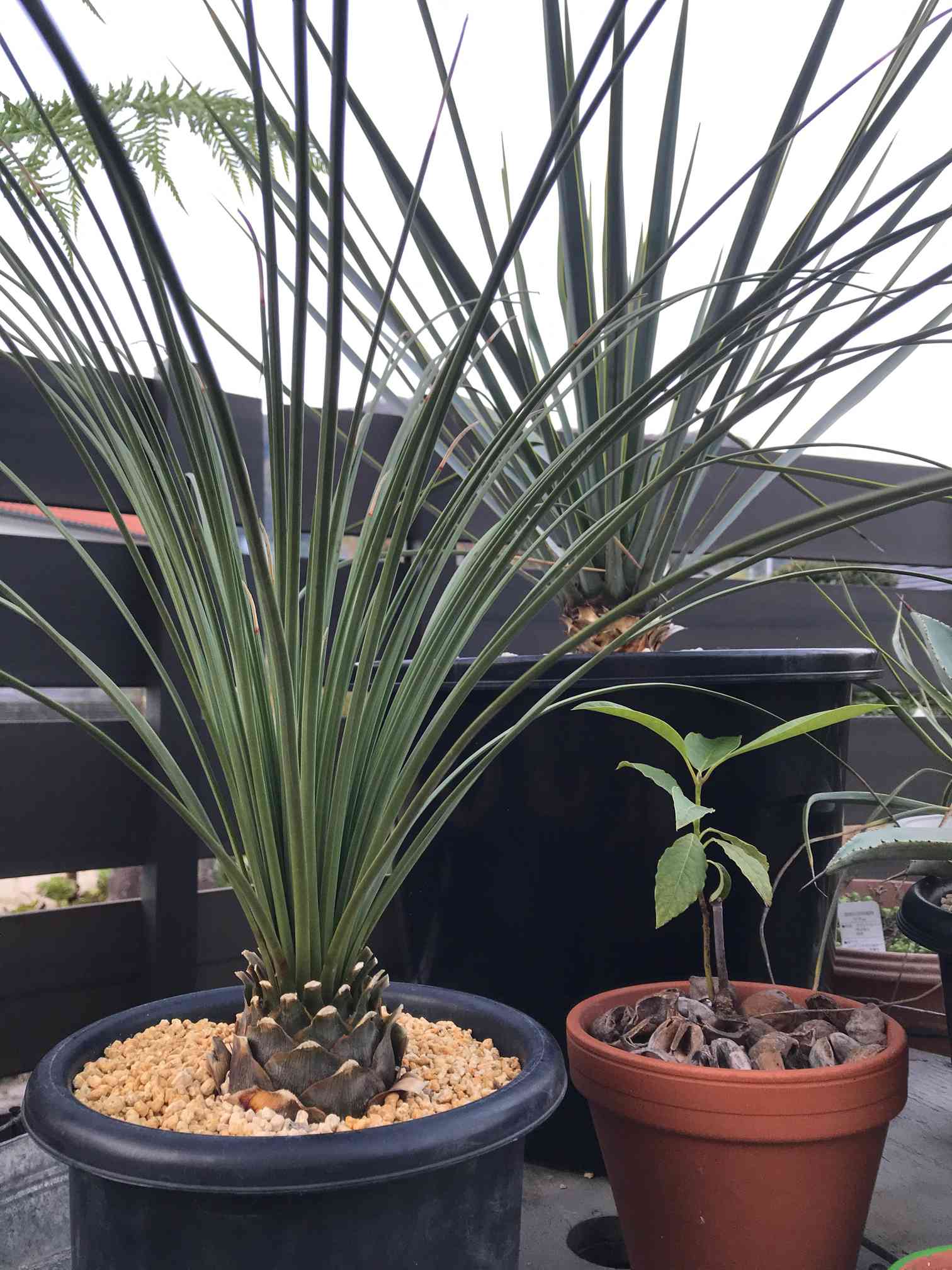 【現品】ダシリリオン・ クアドラングラツム　9号　あＭ番 楽天市場】【ロックガーデン ドライガーデン】【現品・現物