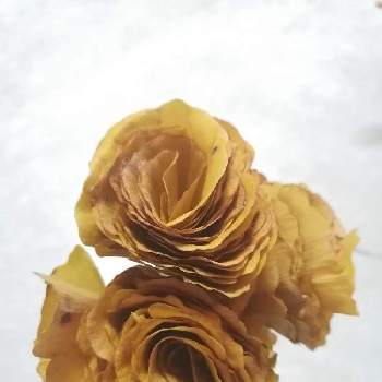 いちょうのバラの投稿画像一覧 Greensnap グリーンスナップ