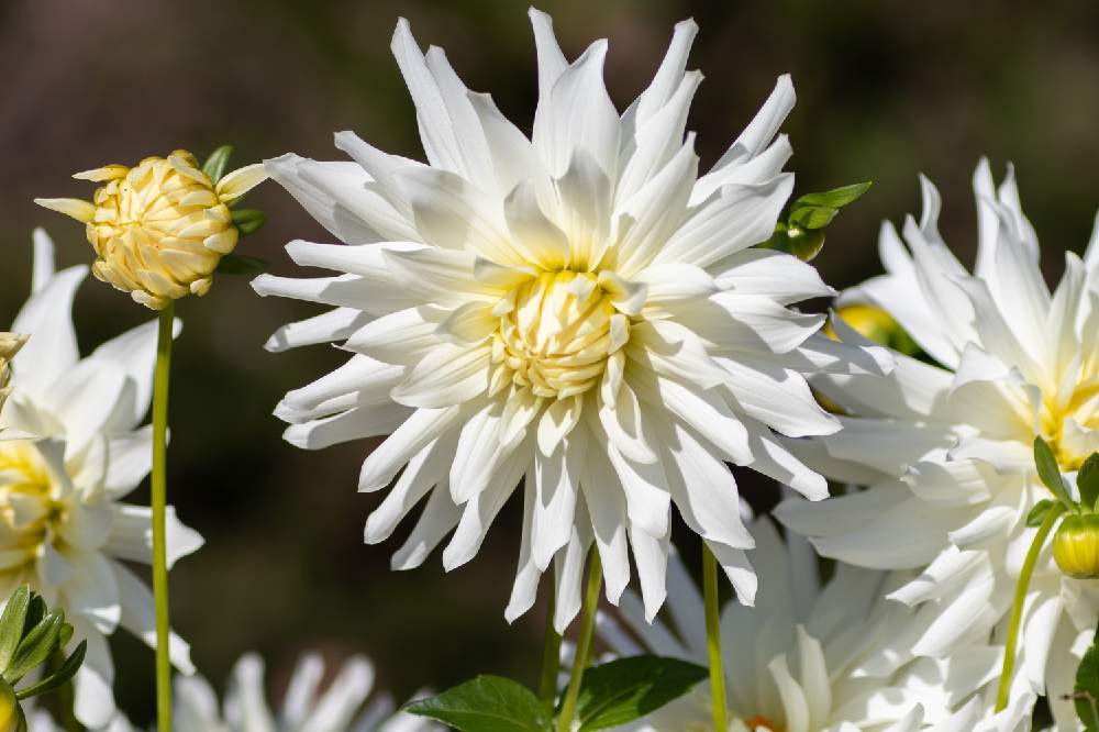 ダリアの投稿画像 By Kisaragiさん 白い花と武蔵丘陵森林公園と国営武蔵丘陵森林公園とダリア 細雪と白 しろ ホワイトとダリアの花とキク科と ダリアあれこれと白いお花とダリア とダリア と白い花 とお出かけ先とダリア属とキクかと白い花と武蔵丘陵森林公園と国営