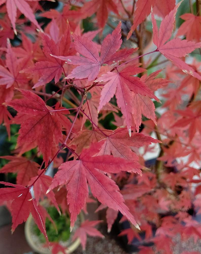 紅葉の投稿画像 By Hitomi さん もみじと紅葉フォトコンと可愛いなと自然と笑顔 ﾉと素敵なpowerと綺麗だなぁ 月11月19日 Greensnap グリーンスナップ