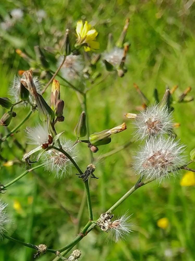 旅立ち準備の投稿画像 By 道標さん オニタビラコの綿毛と白い綿毛と群生と遠くへ行きたいと陽当たりの良い場所と秋の深まりを感じると秋の装いと風を待ってと 雑草 月11月19日 Greensnap グリーンスナップ