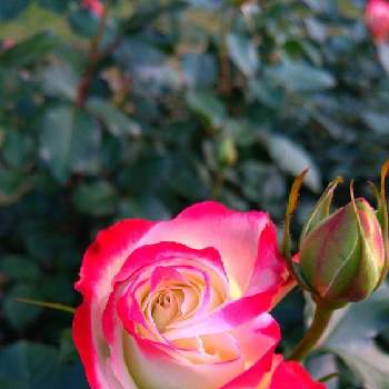 薔薇のアルバムの画像 by ヤマボウシさん | 広い庭とジュビレ・デュ・プリンス・ドゥ・モナコと花のある暮らしと植物日誌と薔薇のアルバム