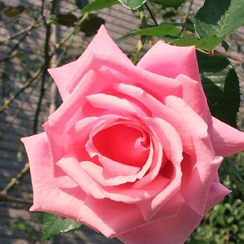 羽衣 バラの投稿画像一覧 Greensnap グリーンスナップ