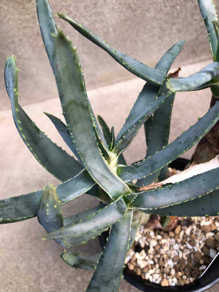 アロエ・ラモシシマ｜🍀GreenSnap（グリーンスナップ）