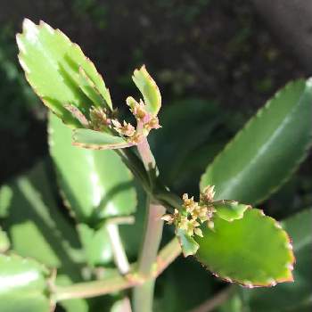 ハカラメ の投稿画像一覧 Greensnap グリーンスナップ