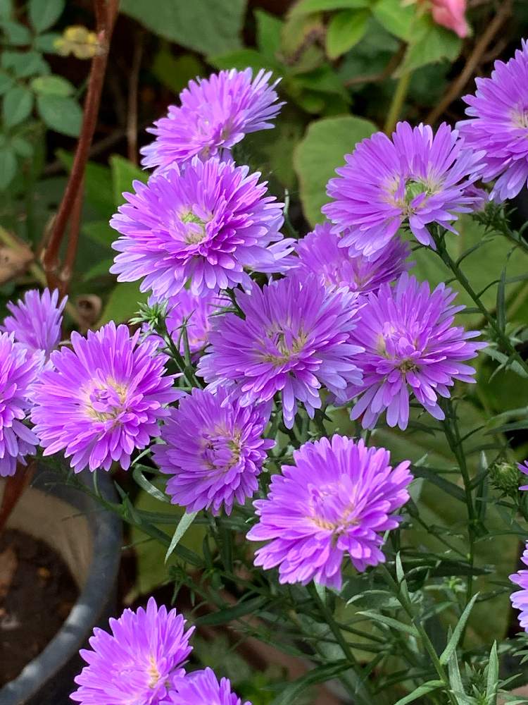 アスターの投稿画像 By Poochanさん クジャクアスター 月11月19日 Greensnap グリーンスナップ Greensnap グリーンスナップ