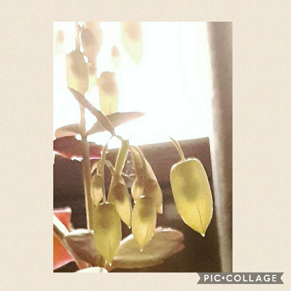 胡蝶の舞の投稿画像 By イケメンカメラマンさん スマホカメラと新型コロナウィルスに負けるなとgs映えとgs日和とおうち園芸とバラと夢clubと楽しみと可愛い 月11月19日 Greensnap グリーンスナップ