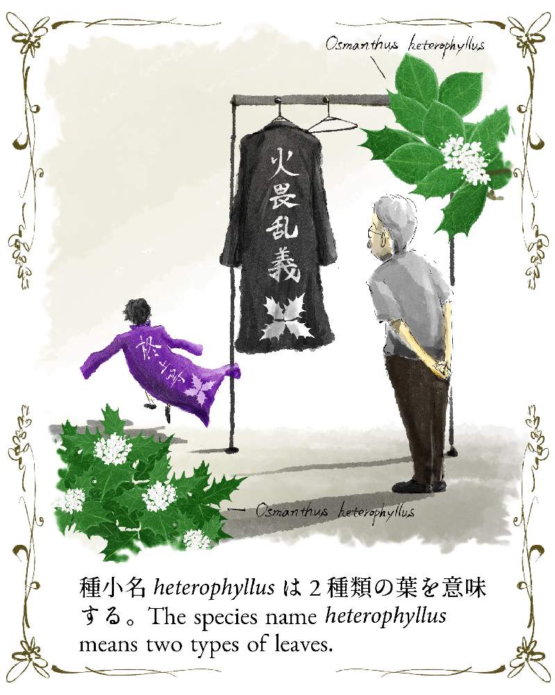 ヒイラギの投稿画像 By Ichikawa Kazuhiroさん イラストと植物のイラスト 月11月19日 Greensnap グリーンスナップ ヒイラギの投稿画像 By Ichikawa Kazuhiroさん イラストと植物のイラスト 月11月19日 Greensnap グリーンスナップ