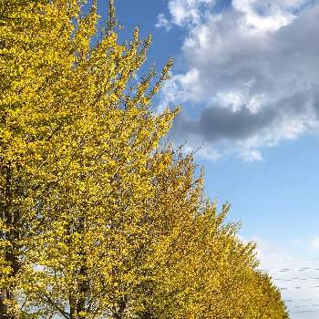 神宮外苑いちょう並木の画像 by アップルさん | お出かけ先と銀杏の黄葉と神宮外苑いちょう並木