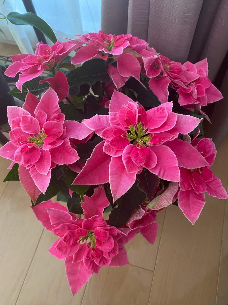 プリンセチア ローザの投稿画像 By Mayuka さん プリンセチア と感謝の気持ちを忘れないと新型コロナウイルス拡げない とteamほほえみといつもありがとう とコロナウイルスの終息を願う とこんな時こそ花をとgsのみなさんに感謝 とおうち園芸とstay Safeとお花は