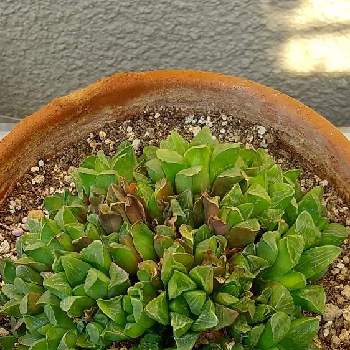 ハオルチア レツーサ 寿の投稿画像一覧 Greensnap グリーンスナップ