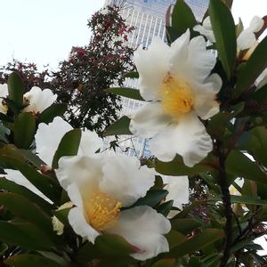 タイワンツバキ,爽やか,花のある暮らし,日本橋三越,屋上庭園の画像