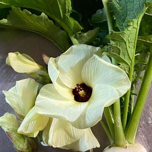 カブ,花オクラ,収穫,冬野菜,冬の野菜の画像