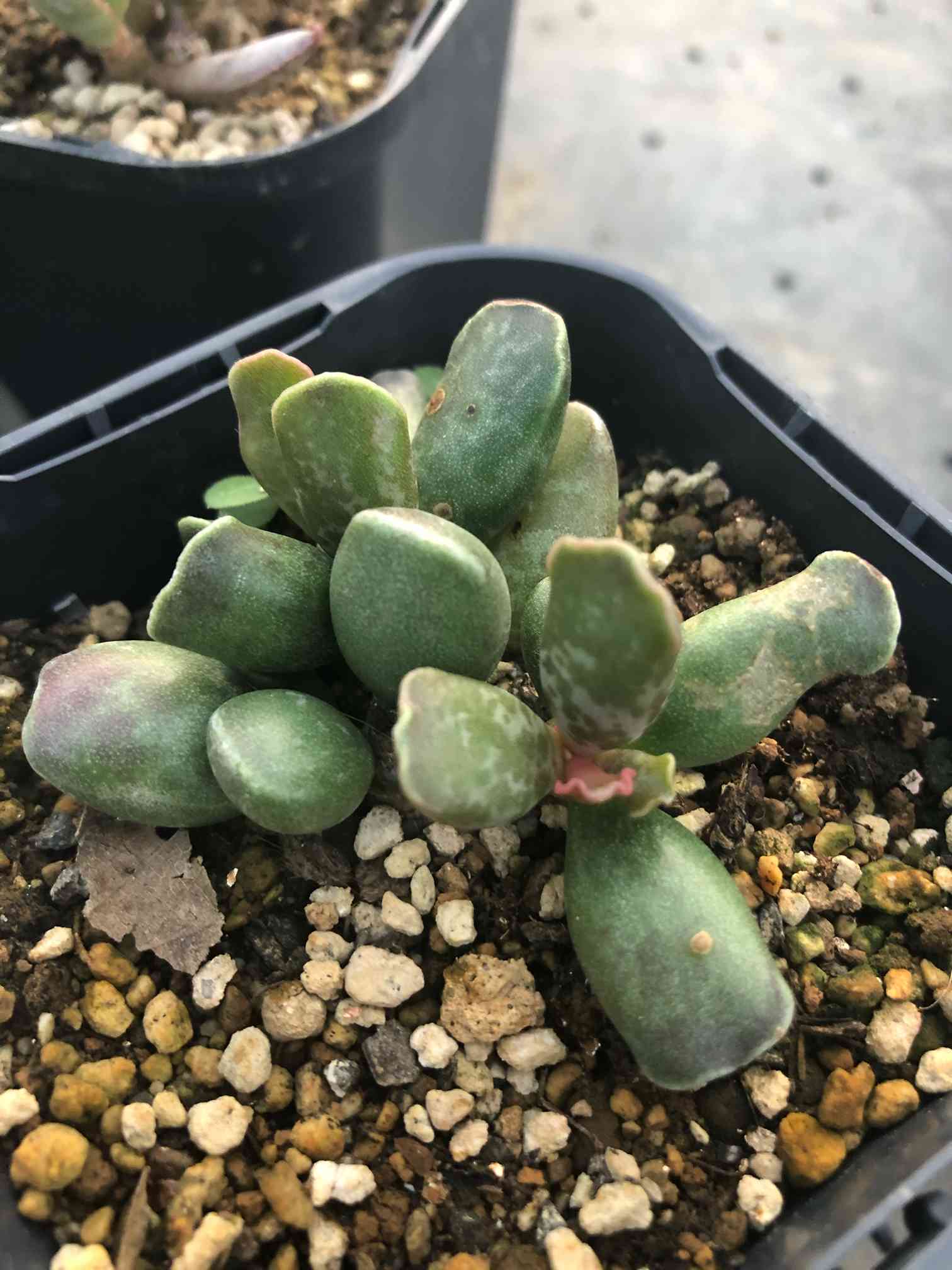 アドロミスクス　オリジナル実生選抜 Adromischus hyb. (No.15Ya6/6)　葉挿し　★多肉植物★ アドロミスクス オリジナル実生選抜 Adromischus hyb. (No.15Ya5&frasl;6) 葉