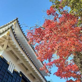 岐阜城の投稿画像一覧 Greensnap グリーンスナップ