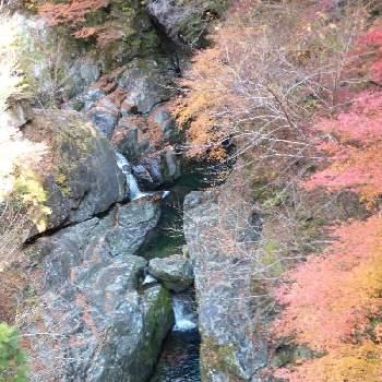 木々の紅葉の画像 by hiroさん | お出かけ先と今日も晴れたと紅葉狩りハイキングと天川みたらい渓谷と木々の紅葉と滝と清流