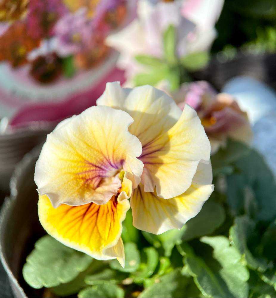 パンジーさま　２枚お纏めページ(a,d) 僕の平成ガーデニング（10）されどパンジー : Alex's Garden Party♪