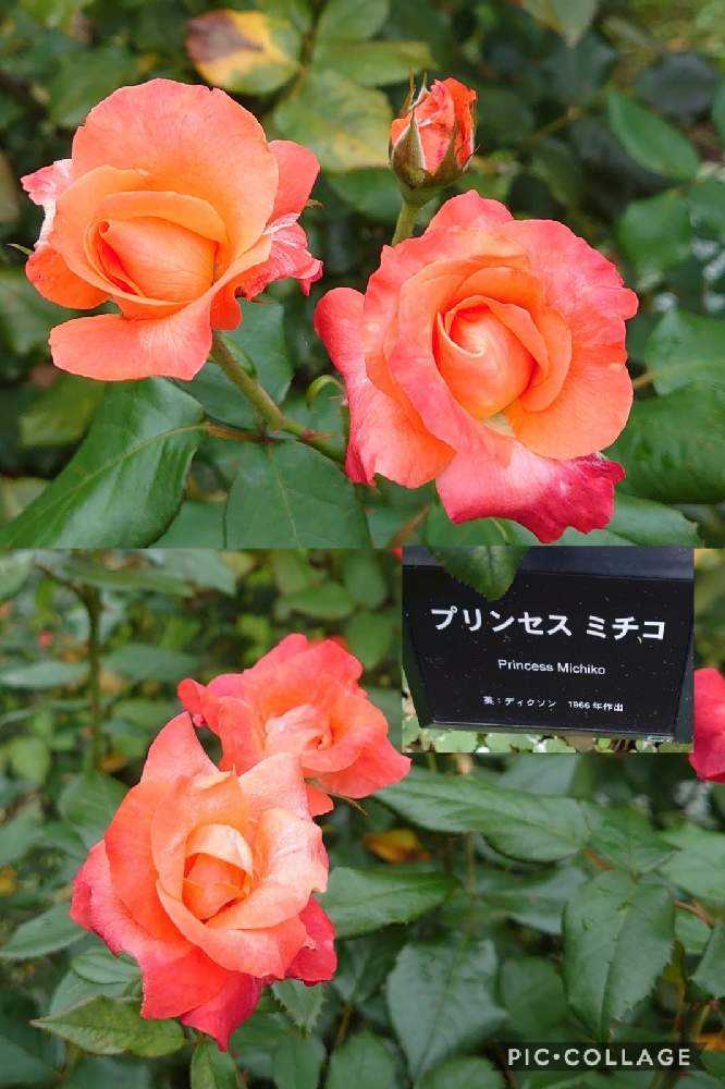 日比谷花壇 大船フラワーセンター②薔薇苑2020/7/15｜🍀GreenSnap（グリーンスナップ）