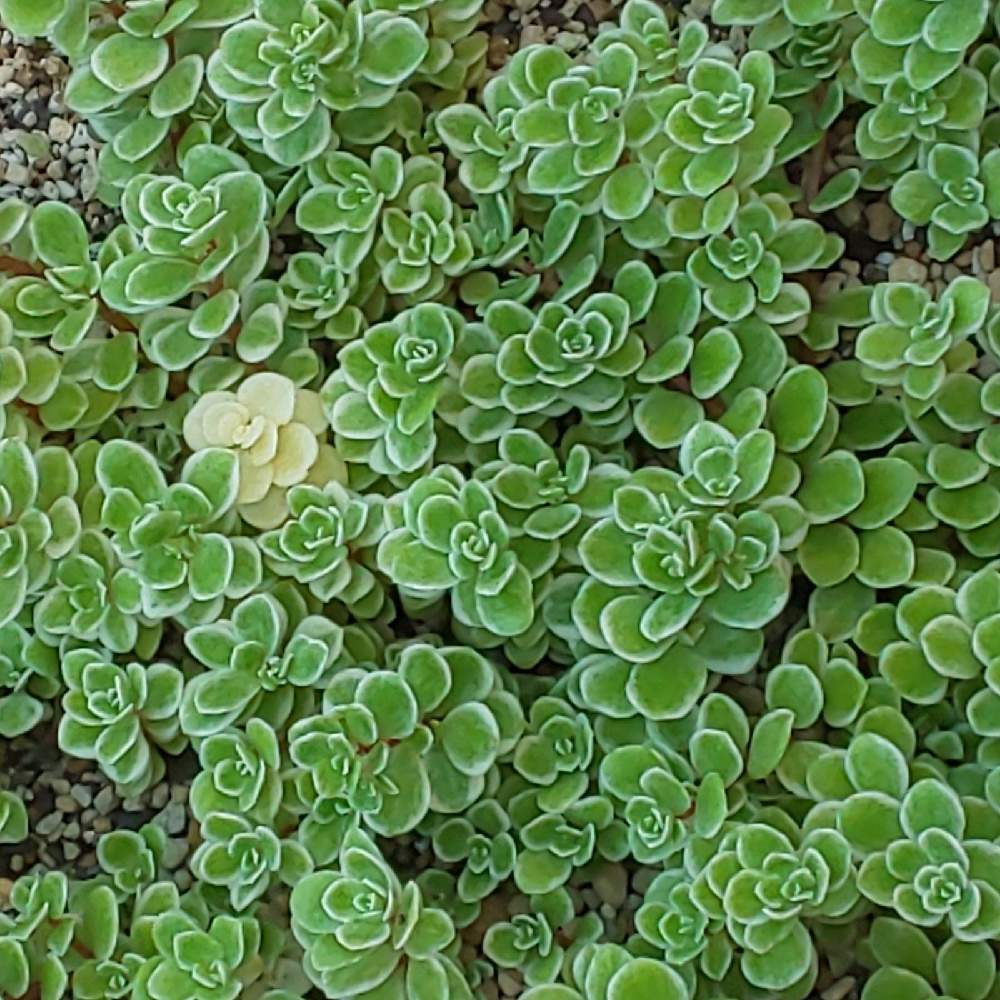 229 覆輪丸葉万年草の生長記録 22 06 08更新 Greensnap グリーンスナップ