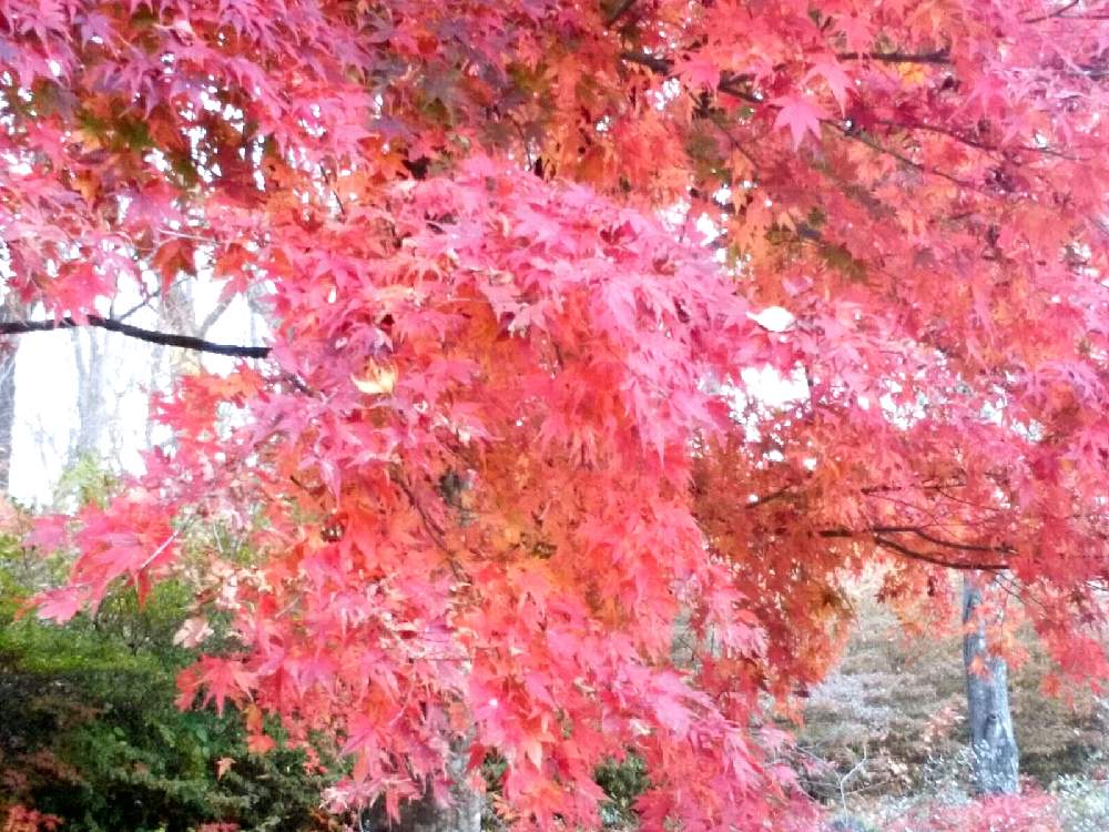 印刷可能 紅葉 もみじ こう よう