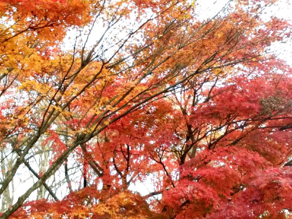 紅葉の投稿画像 By Moonさん もみじと紅葉 こうよう と秋の景色と秋の色と待ち時間 月11月19日 Greensnap グリーンスナップ