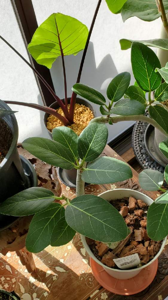 フィカス ベンガレンシスの投稿画像 By みそしるさん シーグレープとアロカシア ブラックステムとみどりのある暮らしと観葉植物と半日陰と明るい日陰と西日と葉っぱのある暮らしと葉っぱと植欲と日陰と寄せ鉢とかわいいな と植物を愛でる 月11月日