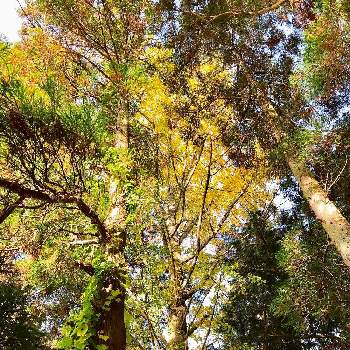 樹木 杉の木の画像 by haruさん | お出かけ先と紅葉フォトコン2020と イチョウの木と犬の散歩コースと紅葉（こうよう）と神社裏の小径と樹木 杉の木