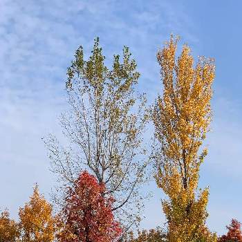 ポプラの投稿画像一覧 Greensnap グリーンスナップ