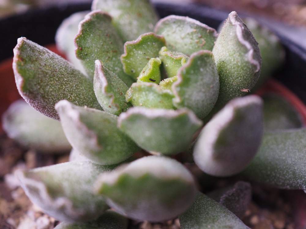 楊貴妃の扇の投稿画像 By ネモさん 多肉植物と多肉植物 多肉の有るくらし 月11月日 Greensnap グリーンスナップ