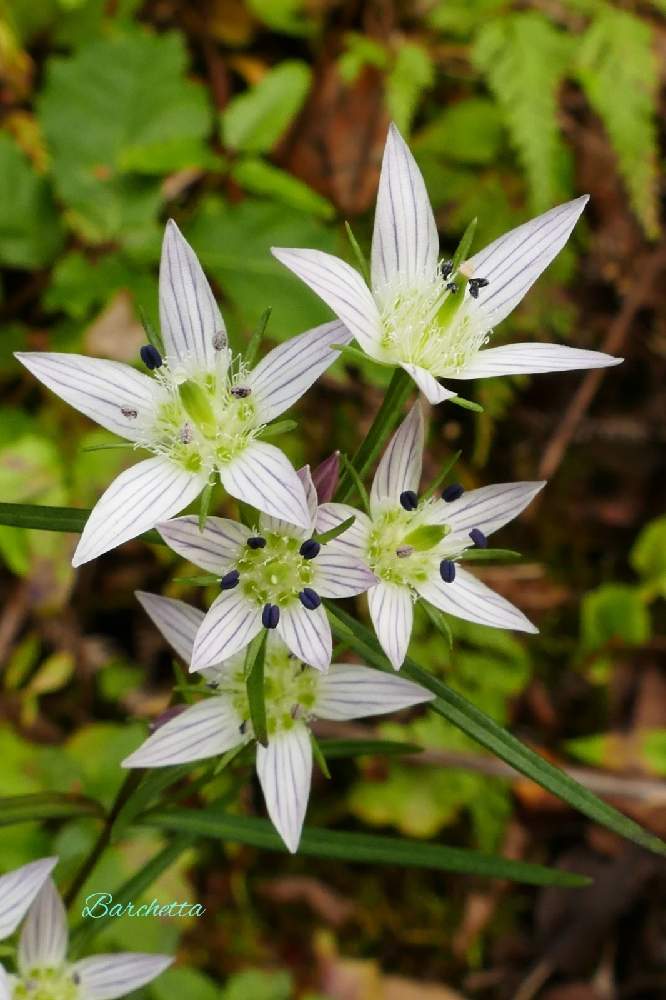 センブリ 千振 の投稿画像 By Barchettaさん 山野草と草本と越年草と在来種と白い花と薬用植物 月11月日 Greensnap グリーンスナップ