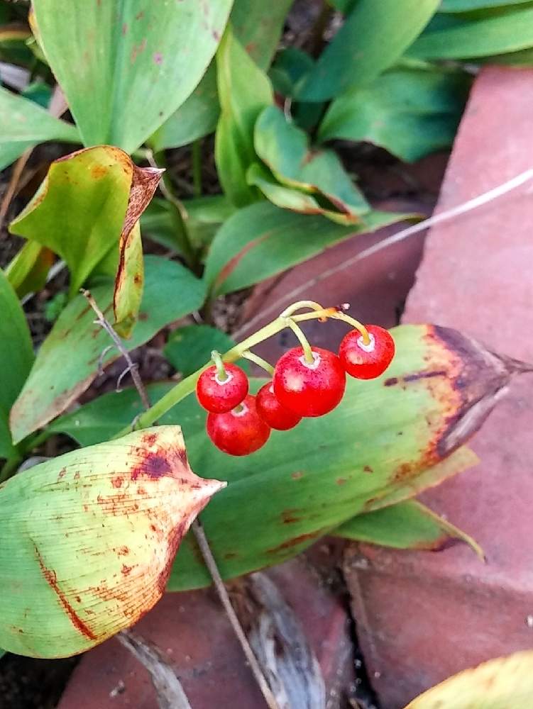 赤い実の投稿画像 By みいちゃんさん 鈴蘭の実 とスズラン とすずらんとすずらんの実とスズランと赤い実と鈴蘭の実 とスズラン とすずらんとすずらんの実 月11月日 Greensnap グリーンスナップ Greensnap グリーンスナップ