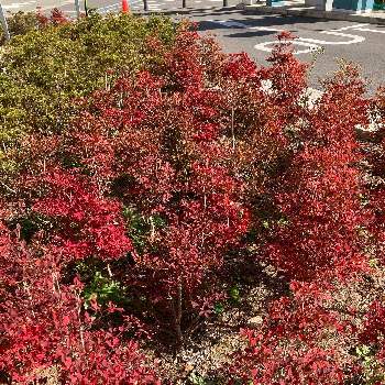 ドウダンツツジ紅葉の投稿画像一覧 Greensnap グリーンスナップ