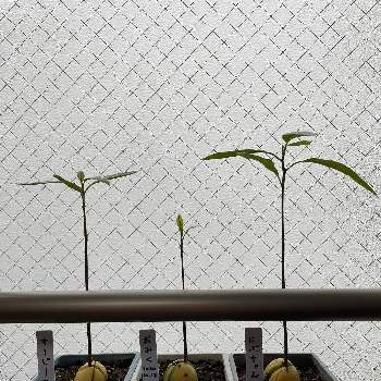 アボカド水栽培からの鉢植えの画像 by よしなりみさおさん | 窓辺とアボカドとにぶちゃんとおみくとすーじーと成長記録とアボカド水栽培からの鉢植え