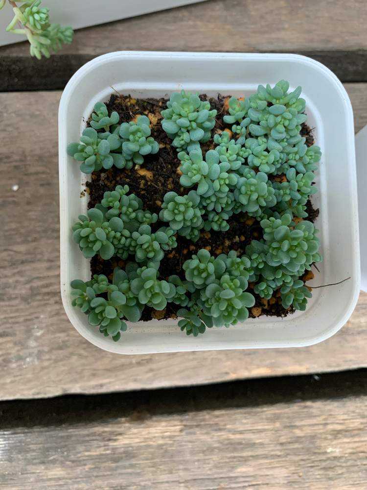 多肉植物 シャンテリー錦パープルヘイズ カット苗、 - 植物/観葉植物