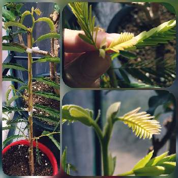 スイートタマリンドの投稿画像一覧 Greensnap グリーンスナップ