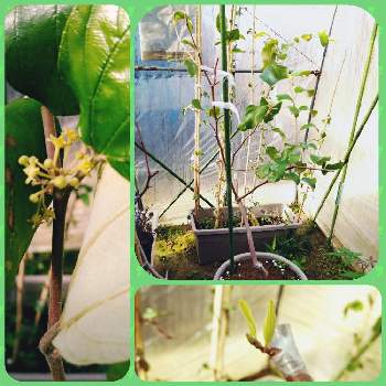 蜜ナツメ蕾の投稿画像一覧 Greensnap グリーンスナップ 蜜ナツメ蕾の投稿画像一覧 Greensnap グリーンスナップ