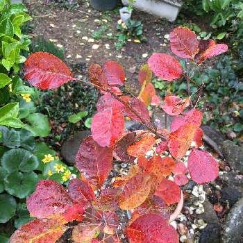 スモークツリー ピンクパールの投稿画像一覧 Greensnap グリーンスナップ