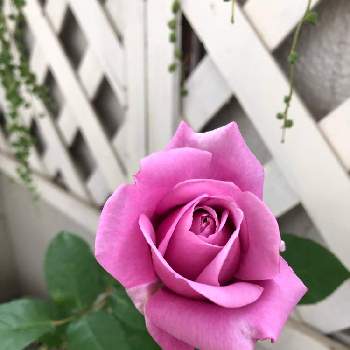 薔薇シャルル・ド・ゴールの画像 by ベランダーマムさん | バルコニー/ベランダと開花！とベランダガーデンとおうち園芸と薔薇シャルル・ド・ゴールと朝活