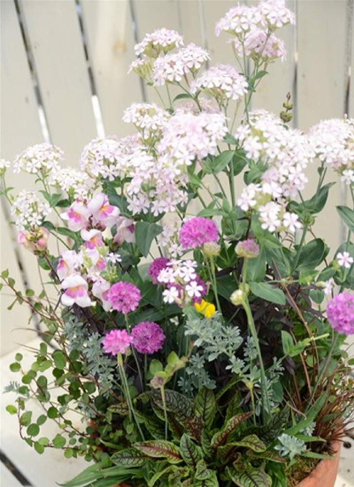 アルメリアの投稿画像 By Kagraさん 寄せ植えと可愛い花と今日のお花と綺麗な花とガーデニングと花のある暮らし 月11月日 Greensnap グリーンスナップ
