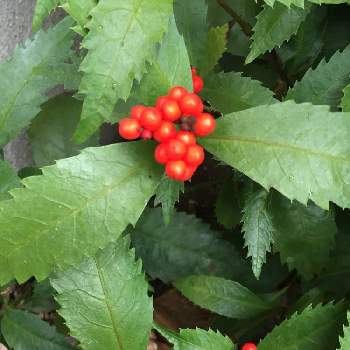 千両の実 の投稿画像一覧 Greensnap グリーンスナップ