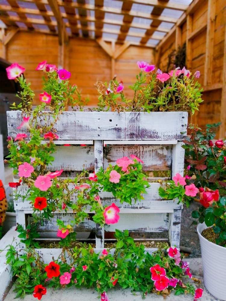 ペチュニアの投稿画像 By Taka丸さん ミニバラと車庫と木製プランターと自作と種からと花壇diyとおうち園芸とdiyとガーデニングとウッドプランター と木製プランターと自作と種からと花壇diyとおうち園芸とdiyとガーデニングとウッドプランター 月11月日
